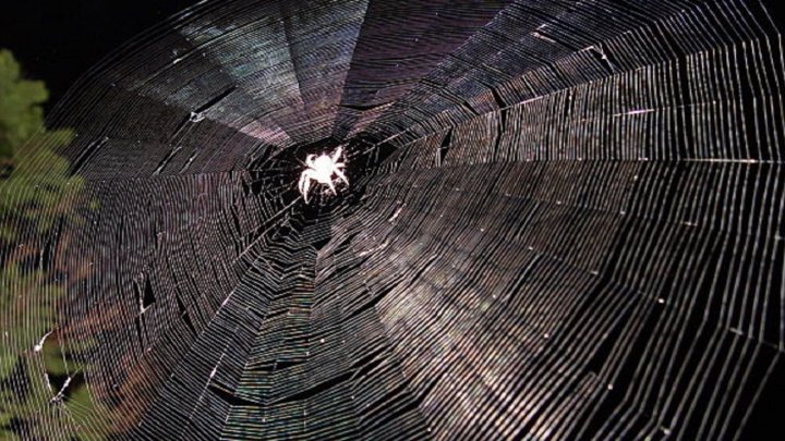 Вчені навчили павуків плести надміцну павутину з графена