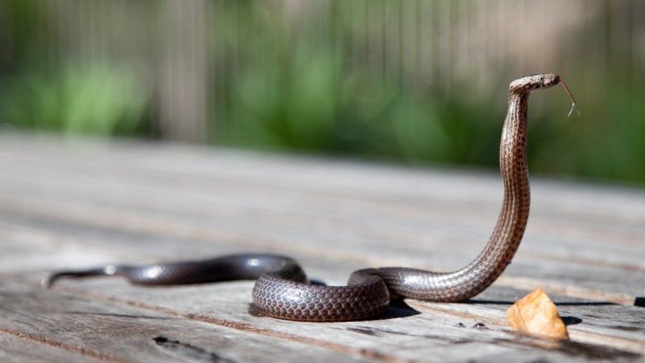 Біологи розкрили таємницю ковзання змій