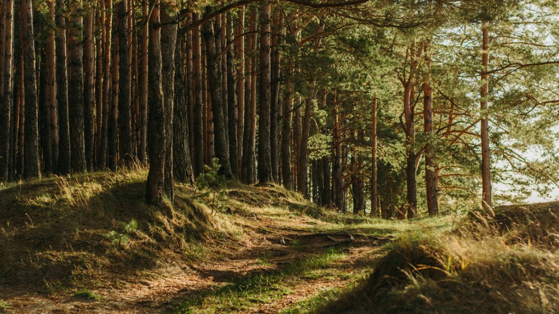 Найбільший у світі штучний ліс знаходиться в Україні