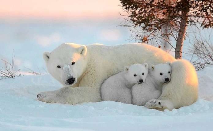 27 лютого – Міжнародний день полярного ведмедя