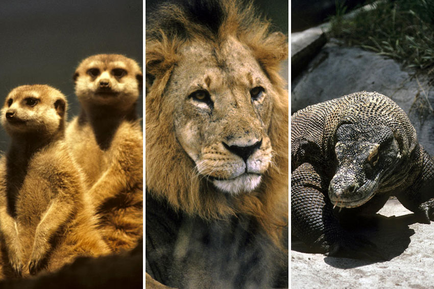 3 березня – Всесвітній день дикої природи