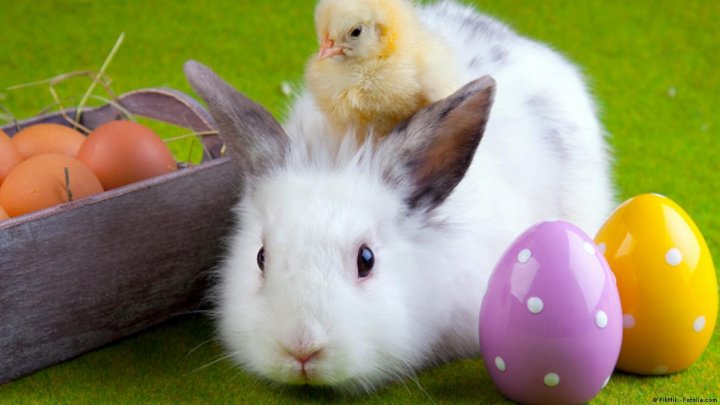 У Німеччині зайці несуть пасхальні яйця
