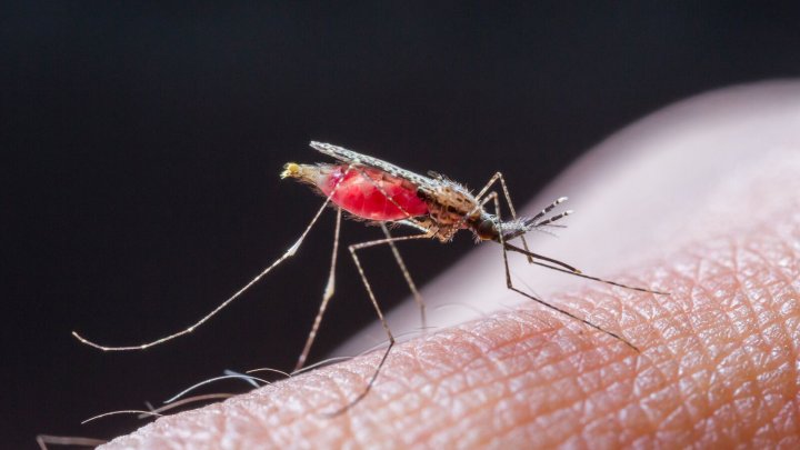 25 квітня – Всесвітній день боротьби проти малярії