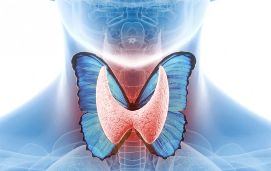 25 травня – Всесвітній день щитовидної залози