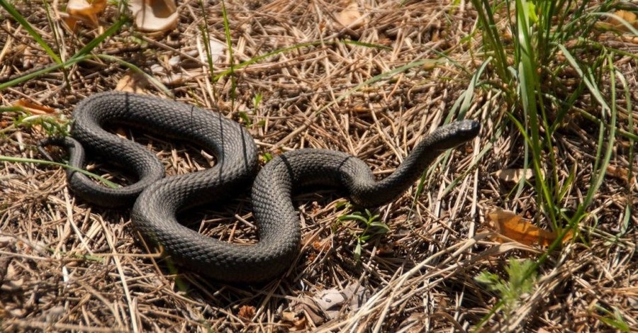 Змії в Карпатах: рекомендації щодо дій при зустрічі зі зміями
