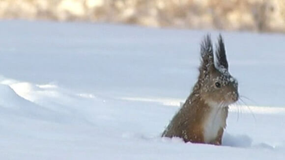 Білка пірнає у сніг за горіхами і жолудями. Відео