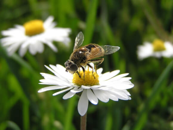 2 липня варто задобрити бджіл: народні прикмети