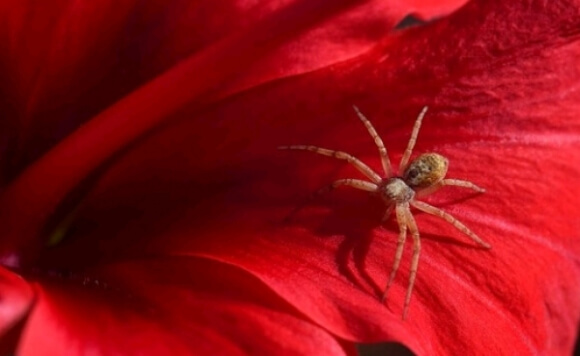 Вчені розповіли, чому не можна вбивати домашніх павуків
