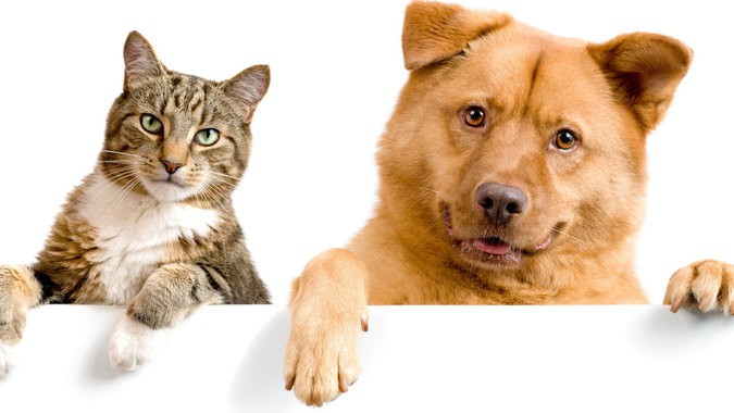Собаки проти котів: чиї господарі почуваються щасливішими