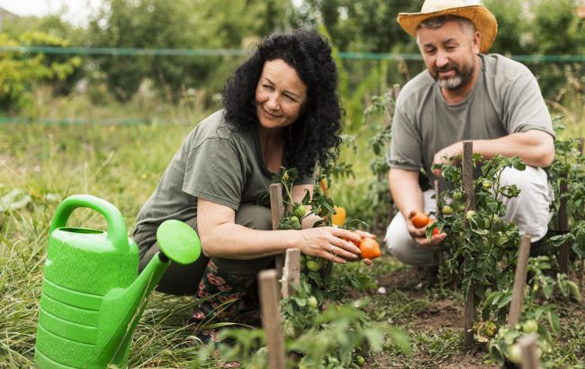 Які овочі не можна садити поряд на городі: зіпсує весь урожай
