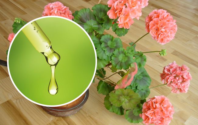 “Бабусин” метод для цвітіння кімнатних квітів: додайте всього 10 крапель