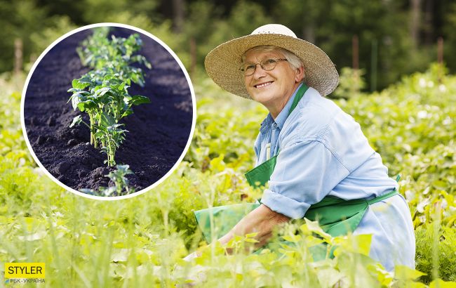 Головні помилки при посадці картоплі: вони можуть залишити вас без гарного врожаю