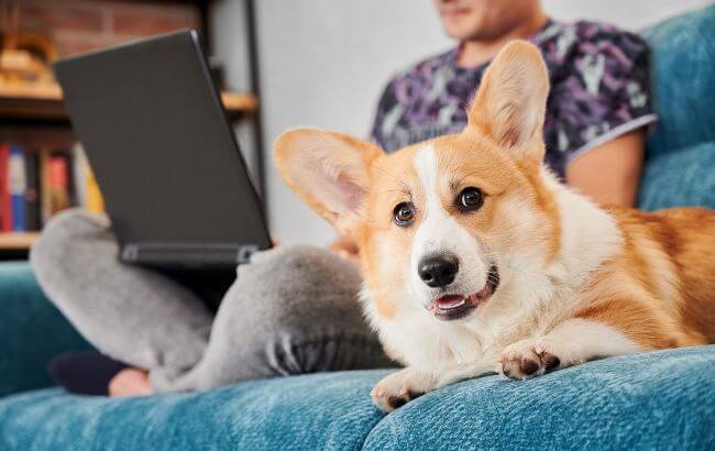 Як зрозуміти, що ваш собака страждає від болю: важливі сигнали