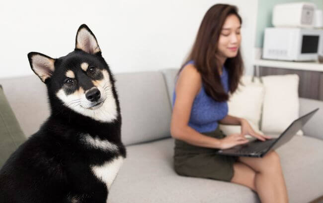 Чому собаки нахиляють голову, коли до них говорить господар: пояснення