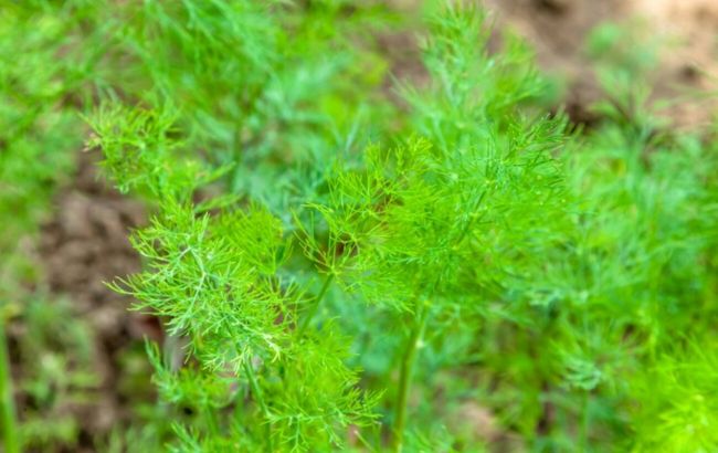 Найгірші сусіди: ось де категорично не можна садити кріп