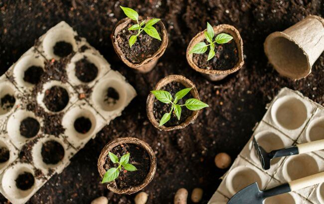 Чому виникають проблеми з розсадою: причини дефектів і як реагувати