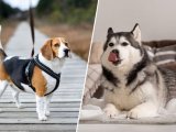 10 порід собак, які не слухаються господарів: подумайте двічі перед тим, як завести