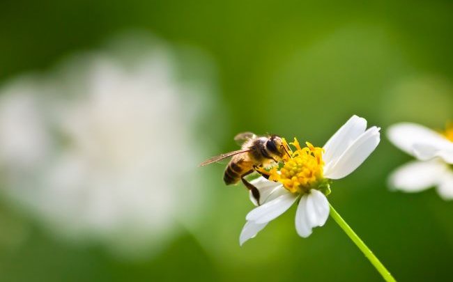 Чому бджоли гинуть після того, як жалять? Жорстка причина, про яку не всі знають